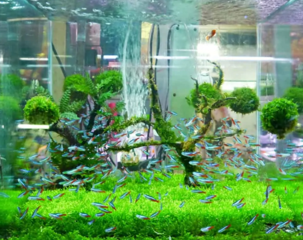 Aquarium modern dan canggih dengan desain kaca tebal anti-gores
